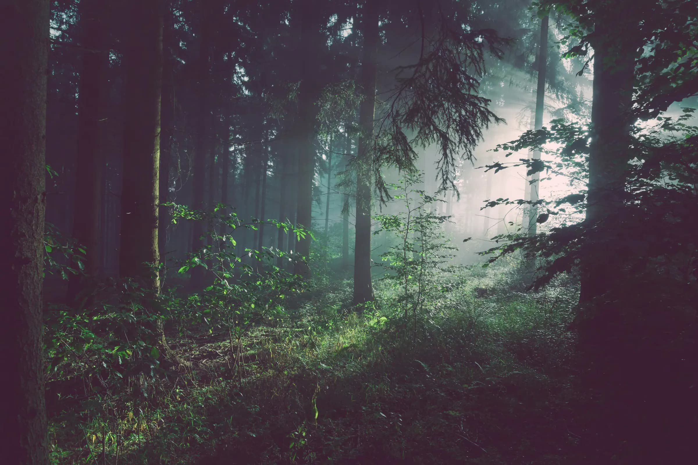 Forest with light between the trees
