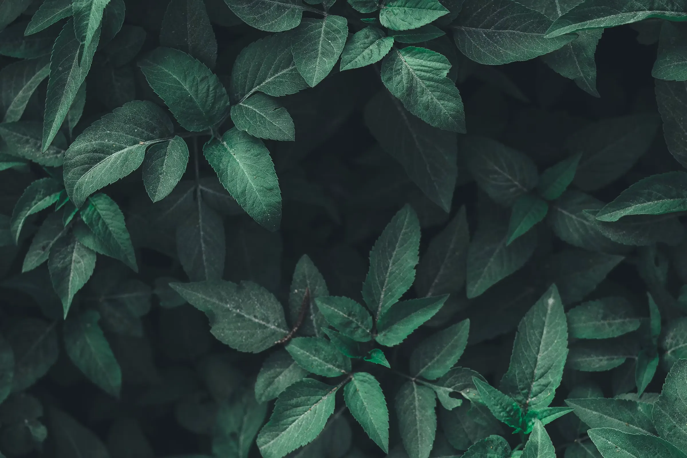 Green leaves