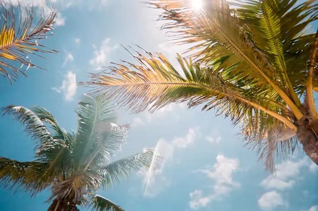 Palm trees under a blue sky